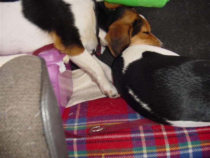 Blanding af racer Freja - det kan ikke være rart af ligge sådan billede 10