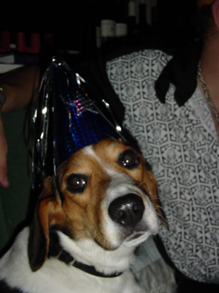 Blanding af racer Freja - er jeg ikke sød billede 12