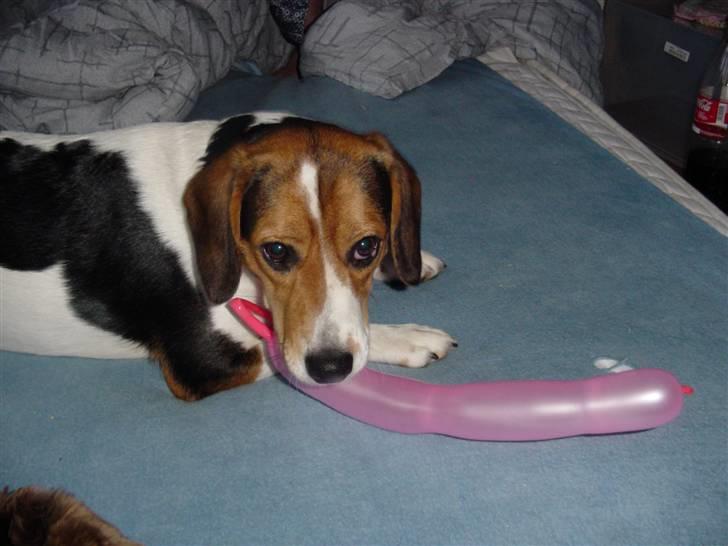 Blanding af racer Freja - er ikke bange for noget billede 13