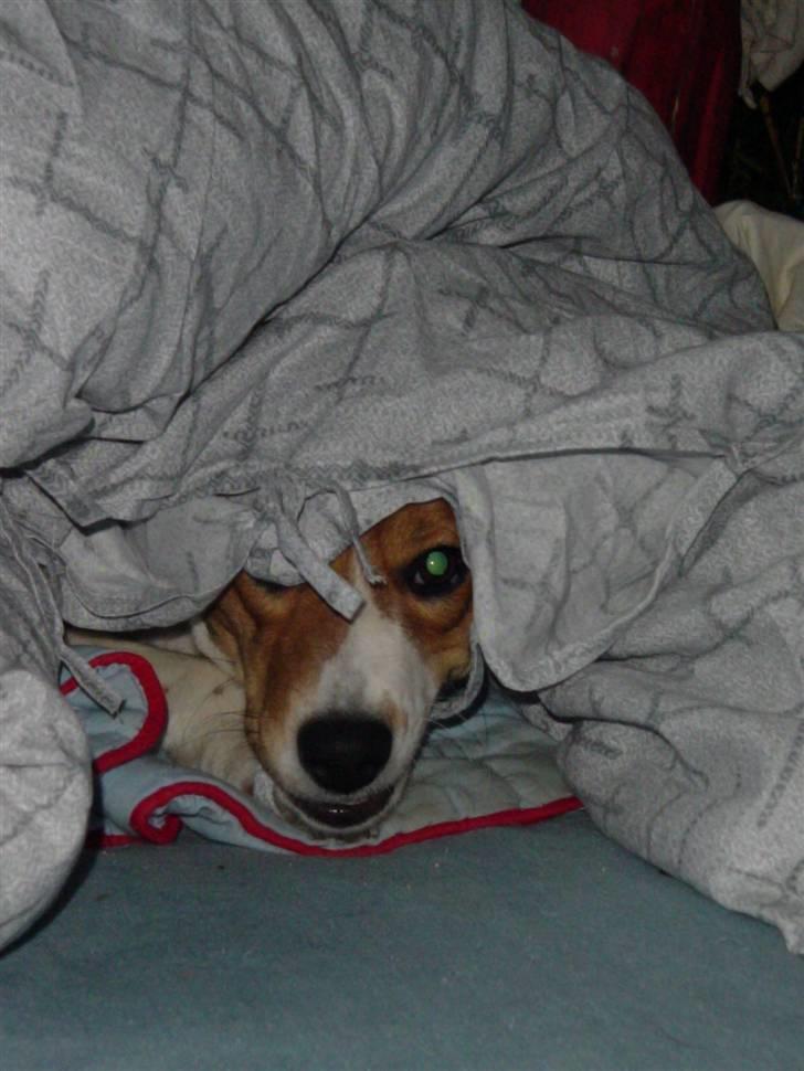 Blanding af racer Freja - jeg er en farlig løve som æder dig billede 14