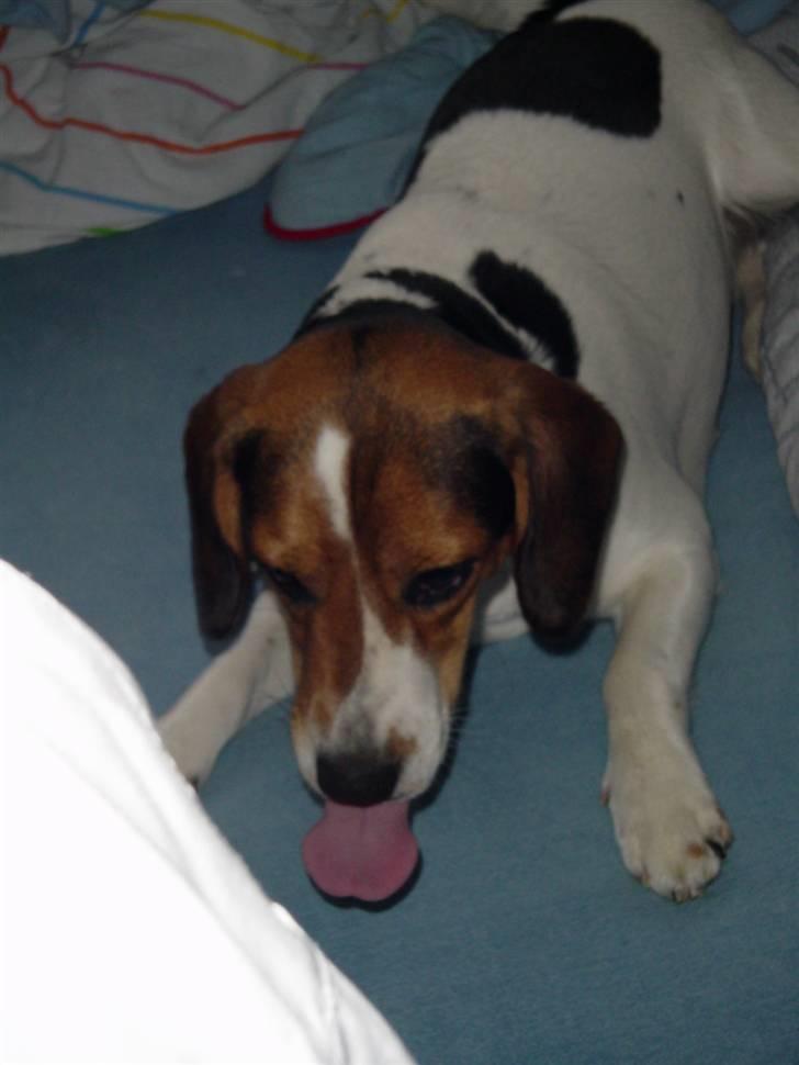 Blanding af racer Freja - kan jeg nå min snude billede 15