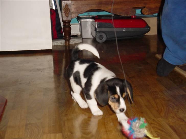 Blanding af racer Freja - freja som hvalp billede 18