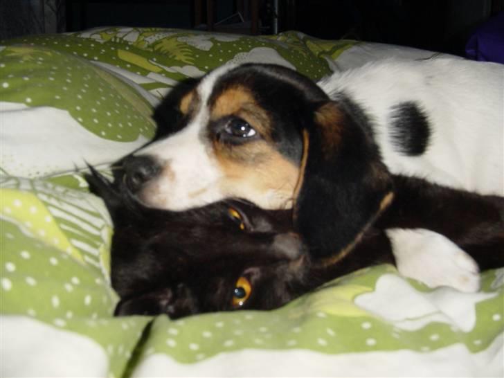 Blanding af racer Freja - dejlig hovde pude billede 19