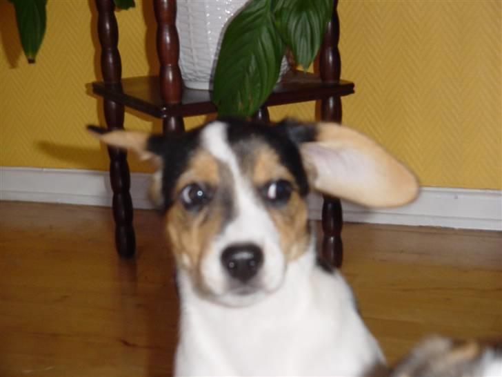 Blanding af racer Freja - hjælp hvad var det billede 20