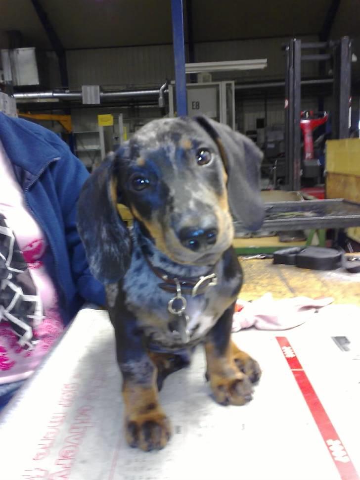 Gravhund blackie billede 10