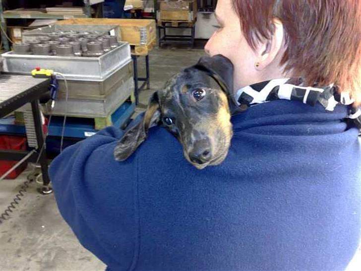 Gravhund blackie billede 11