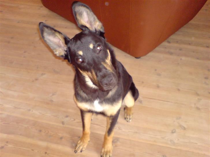 Blanding af racer Vaks Aflivet i 2009 - Hvaad ?? :b billede 7