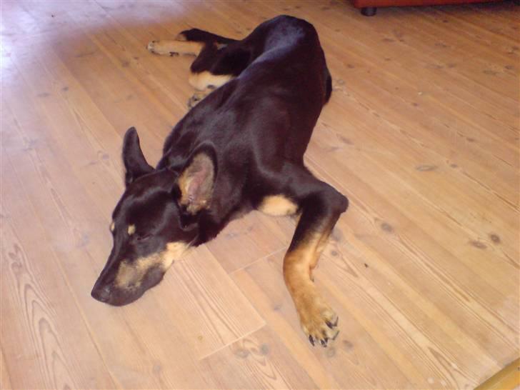 Blanding af racer Vaks Aflivet i 2009 - *snooorrk* billede 8