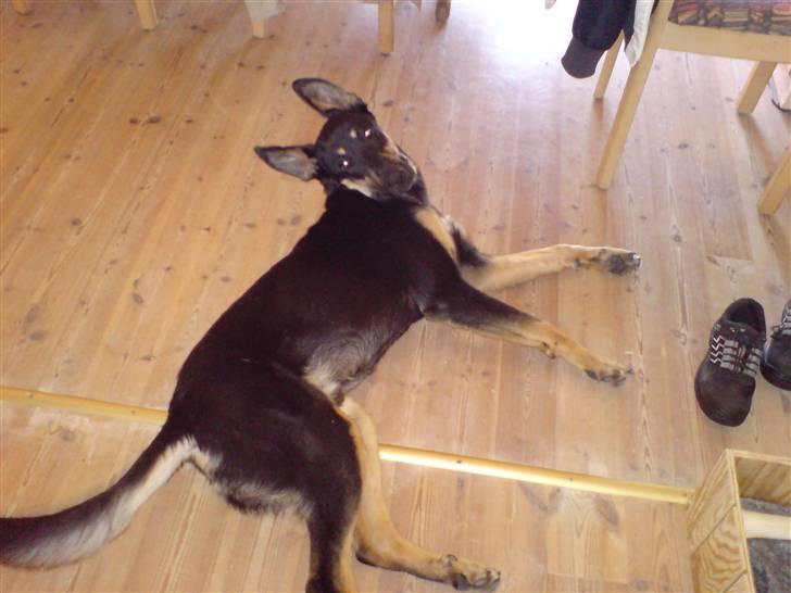 Blanding af racer Vaks Aflivet i 2009 - Hvad nu ? Lå altså lige og slappede af ! :b billede 9