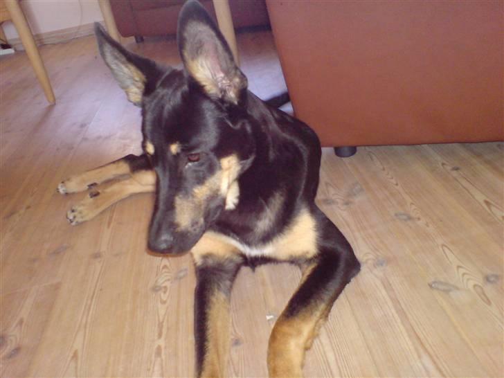 Blanding af racer Vaks Aflivet i 2009 - Hvad er DET ?! :b billede 10