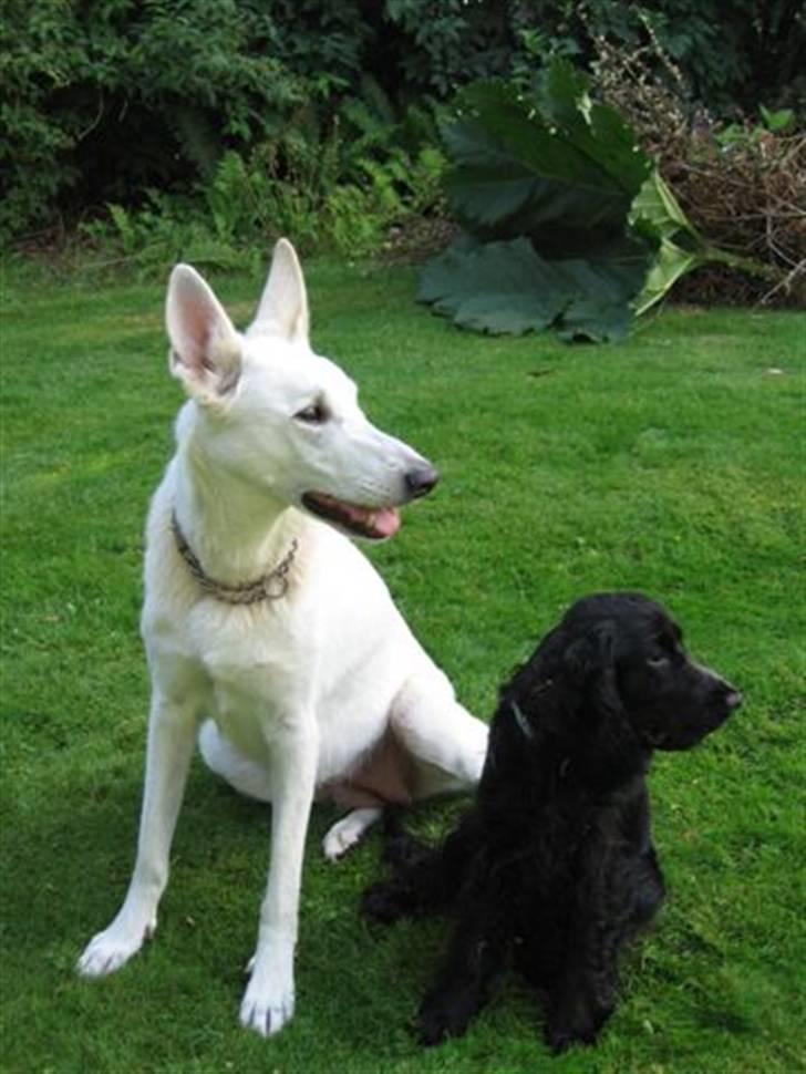 Cocker spaniel Terle - Min gode ven Tinka (hvid schæfer) billede 8