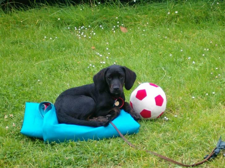 Blanding af racer Zigi (død 11/5-16) - På camping (15 uger). Når far og mor er ved at slå teltet sammen, så varmer jeg mig lige på luftmadrassen. Juli 2007 billede 9