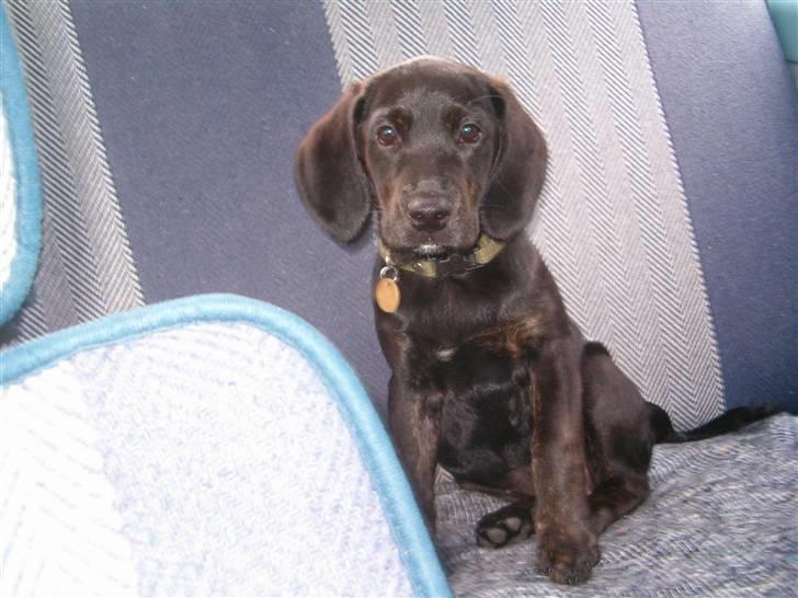 Blanding af racer Zigi (død 11/5-16) - Her styrer jeg lige bagsædet i vores gamle bil (ca. 12 uger). Juli 2007 billede 10