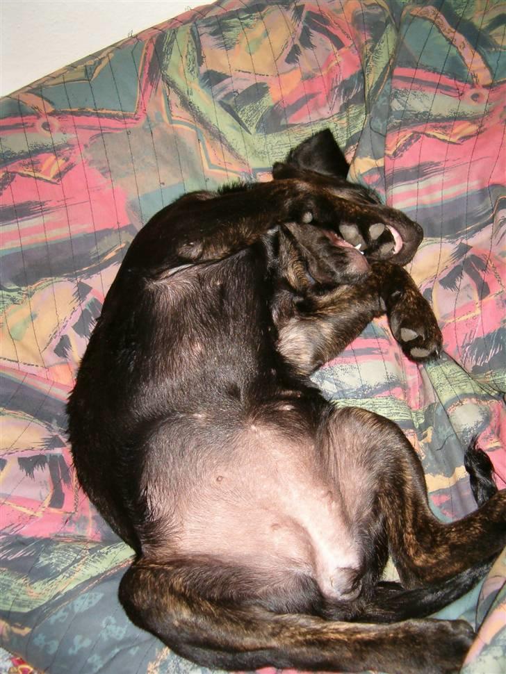 Blanding af racer Zigi (død 11/5-16) - Faldt i søvn med min pote i munden... Jeg var vist træt den dag :0) Juli 2007. billede 12