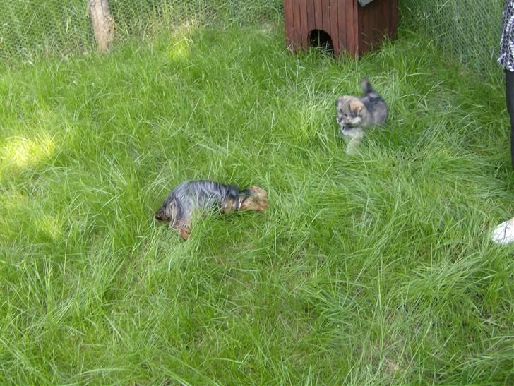 Blanding af racer GABY - Er det min nye løbegård... Hov der er en hund mere... billede 9