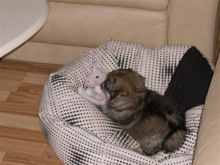 Blanding af racer GABY - Sådan en sækkestol er da meget rar... billede 10