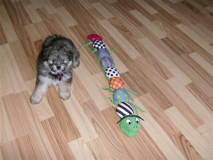 Blanding af racer GABY - Ozzy.... Skal vi lege... billede 11