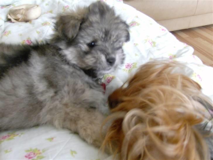 Blanding af racer GABY - Lidt morgen hår.. billede 12