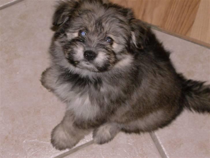 Blanding af racer GABY - Jeg sidder da pænt.. hvor blev den godbid af... billede 13