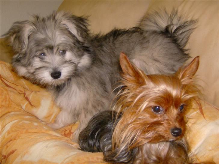 Blanding af racer GABY - Det er så min bromand, Ozzy... billede 14