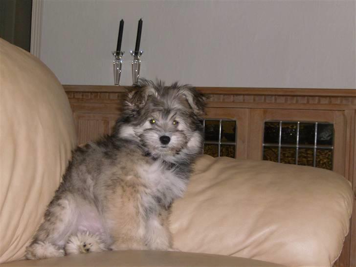 Blanding af racer GABY - Så stor er jeg nu...... billede 15