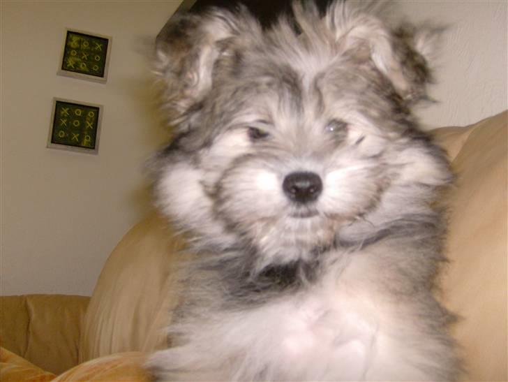 Blanding af racer GABY - Vuff.... billede 16