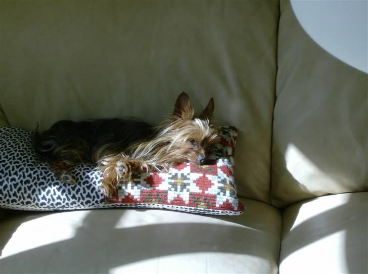 Yorkshire terrier Ozzy billede 10