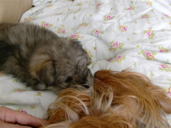Yorkshire terrier Ozzy billede 11
