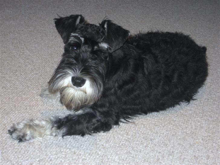 Dvaergschnauzer Albert - Hold nu dog en pause med den kamera. Kan  du ikke se at jeg har siesta nu? billede 16