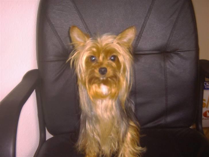 Yorkshire terrier Ozzy - Mon ikke jeg kunne blive en flot avlshund?? billede 13