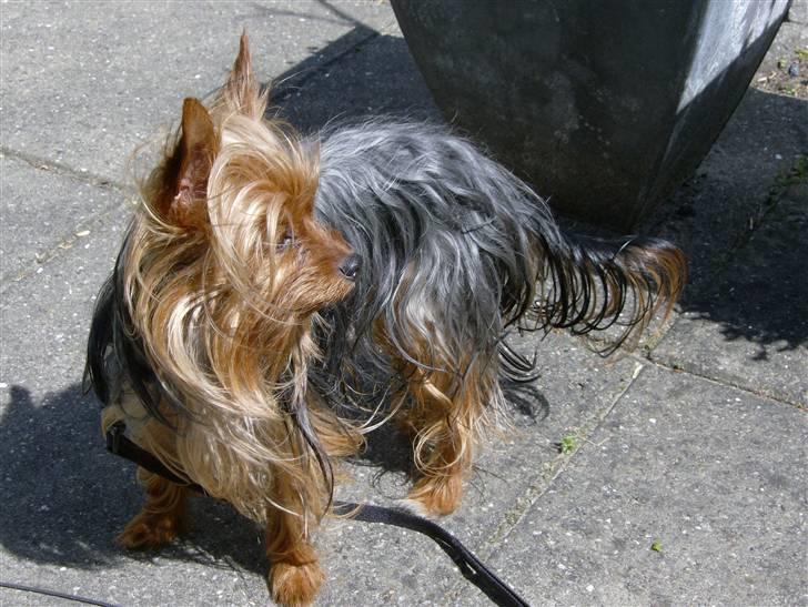 Yorkshire terrier Ozzy - Det er mig der er vagthunden... billede 14