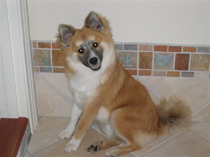 Islandsk fårehund mickey billede 1