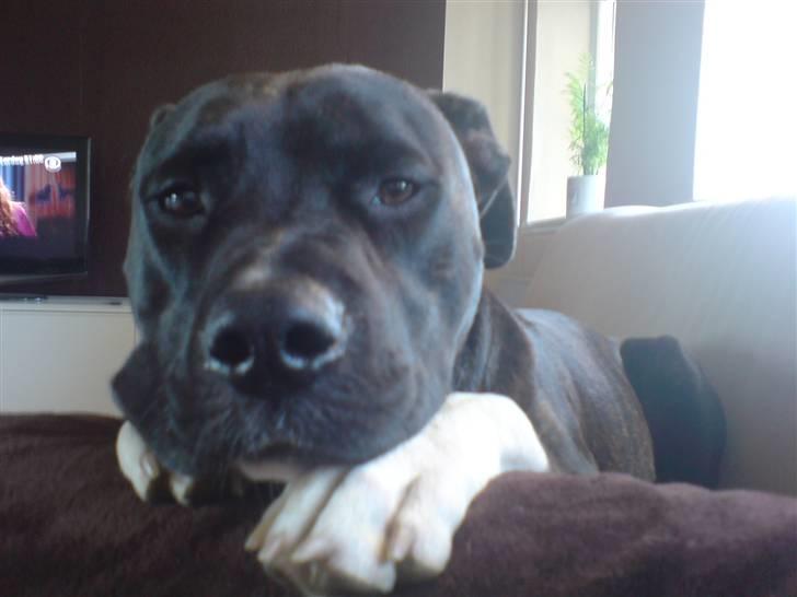 Amerikansk staffordshire terrier Targo billede 7