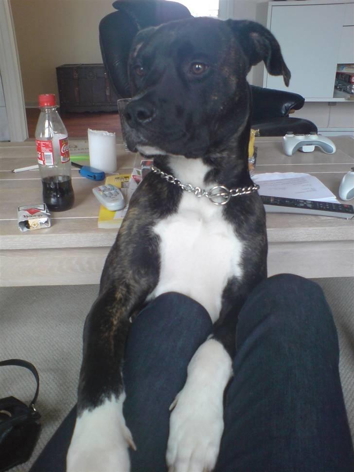 Amerikansk staffordshire terrier Targo billede 8