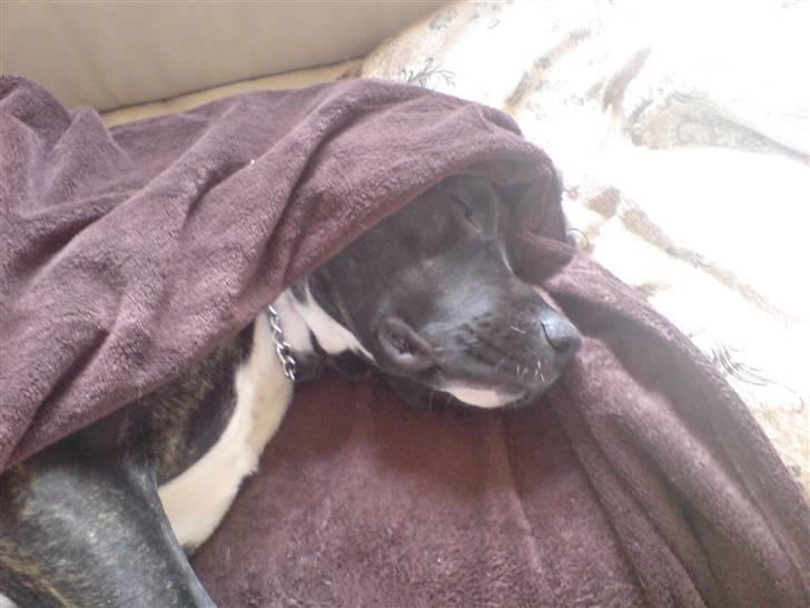 Amerikansk staffordshire terrier Targo - Zzzz dejligt med et lille tæppe  billede 9