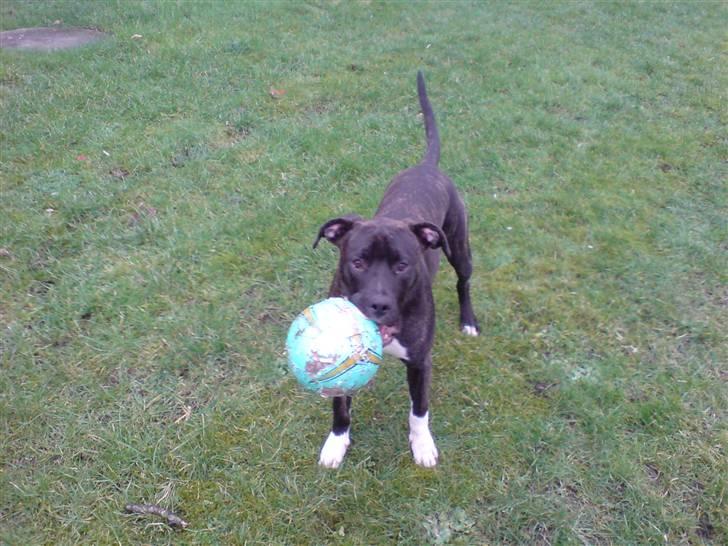 Amerikansk staffordshire terrier Targo - intet problem at have bolden i munden billede 10
