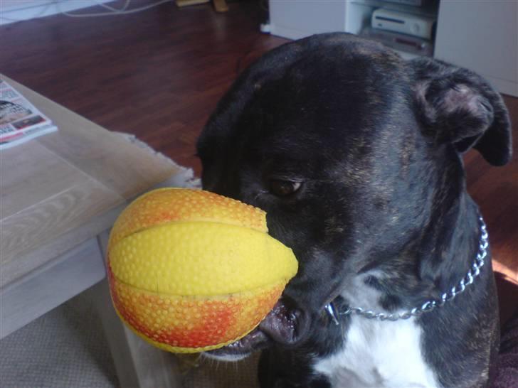 Amerikansk staffordshire terrier Targo - mig som klovn.. :) billede 11