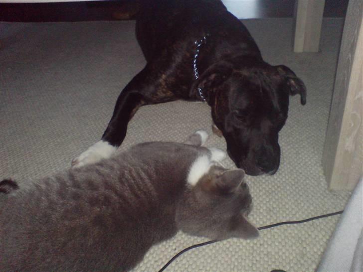 Amerikansk staffordshire terrier Targo - Mig og Anthon billede 12