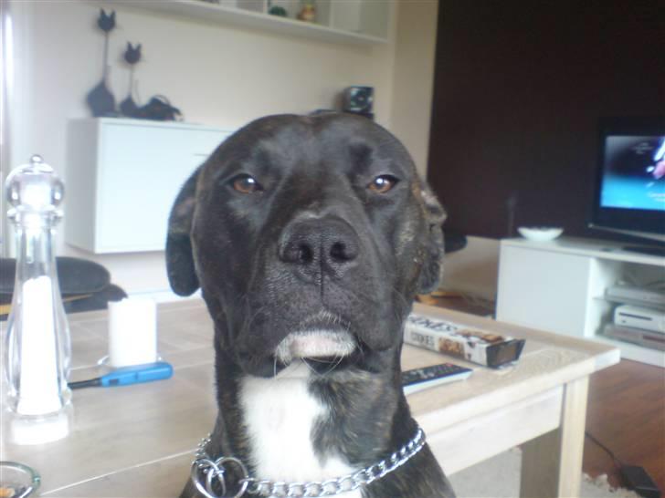 Amerikansk staffordshire terrier Targo billede 13