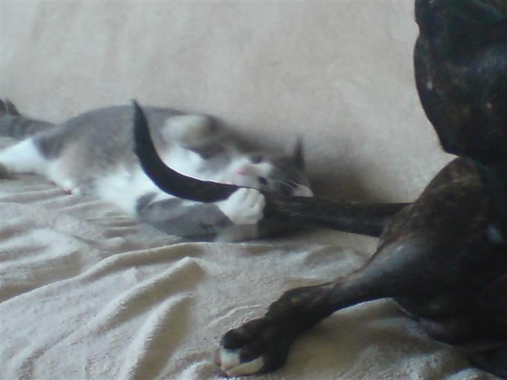 Amerikansk staffordshire terrier Targo - vores kat Anthon, leger med min hale.. igen igen :) billede 14