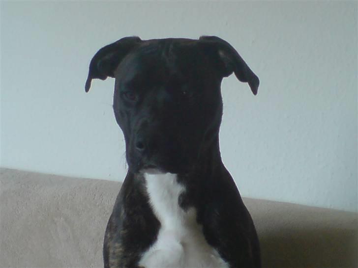 Amerikansk staffordshire terrier Targo billede 15