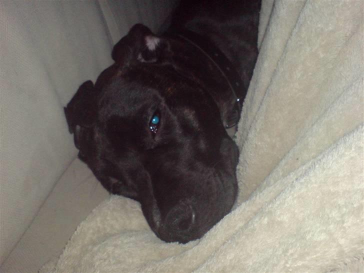 Amerikansk staffordshire terrier Targo - Zzzzzzz billede 16