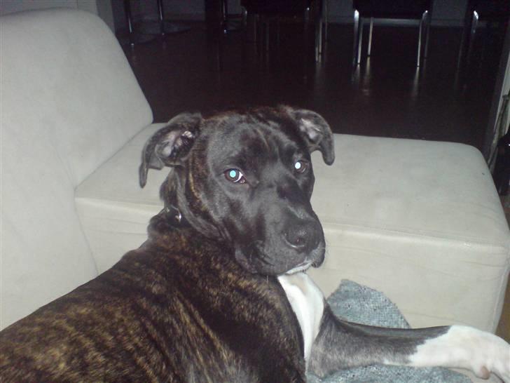 Amerikansk staffordshire terrier Targo billede 17