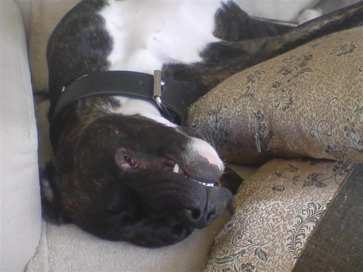 Amerikansk staffordshire terrier Targo billede 18