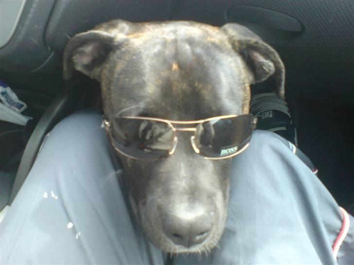 Amerikansk staffordshire terrier Targo - cool baby !  billede 19