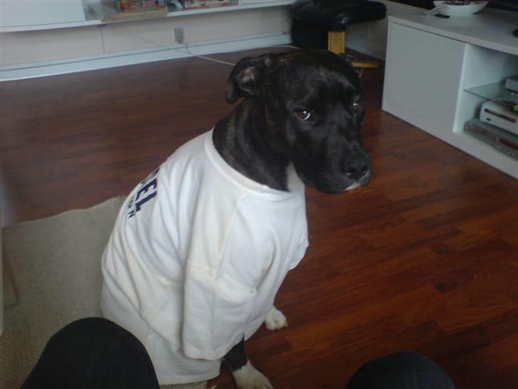 Amerikansk staffordshire terrier Targo - ej det er altså ikke sjov mor.. ! billede 20