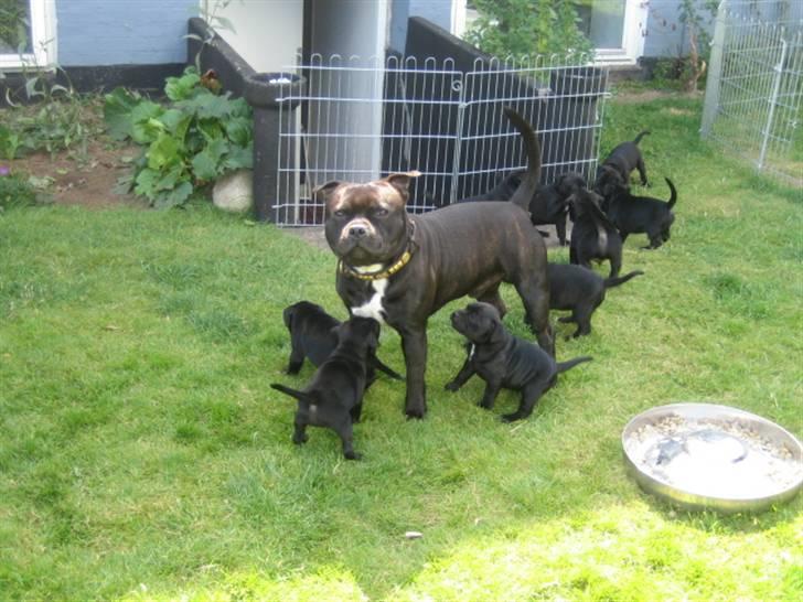 Staffordshire bull terrier Spike - Her er vi sammen med min far billede 2