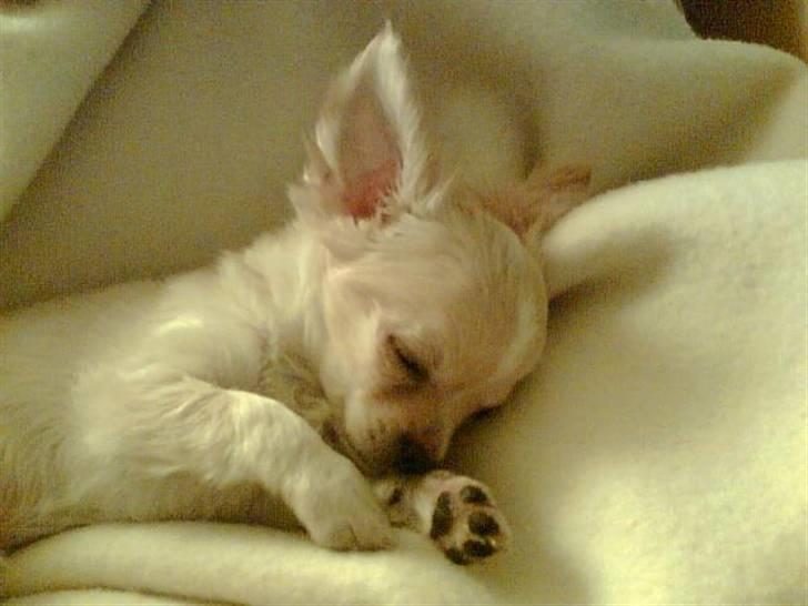 Chihuahua Luba billede 1