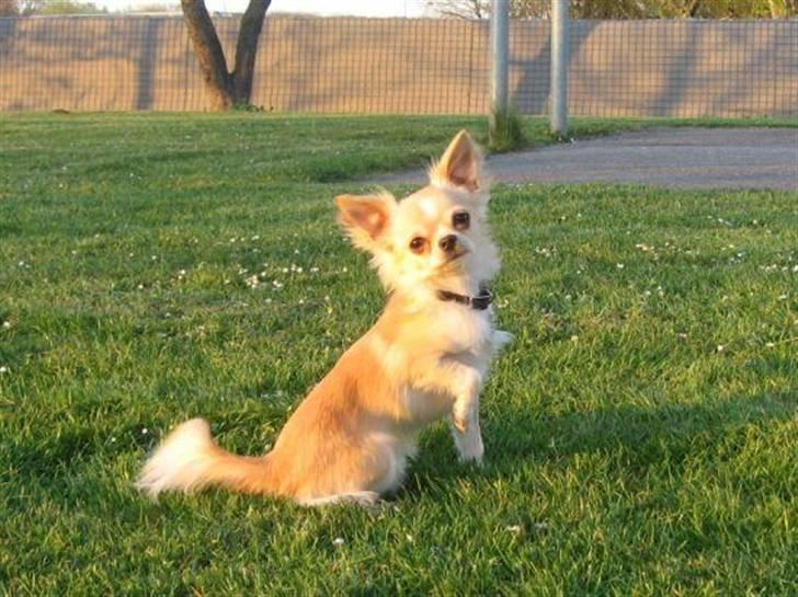 Chihuahua Luba - Verdensklasse billede.. Så flot altså billede 2