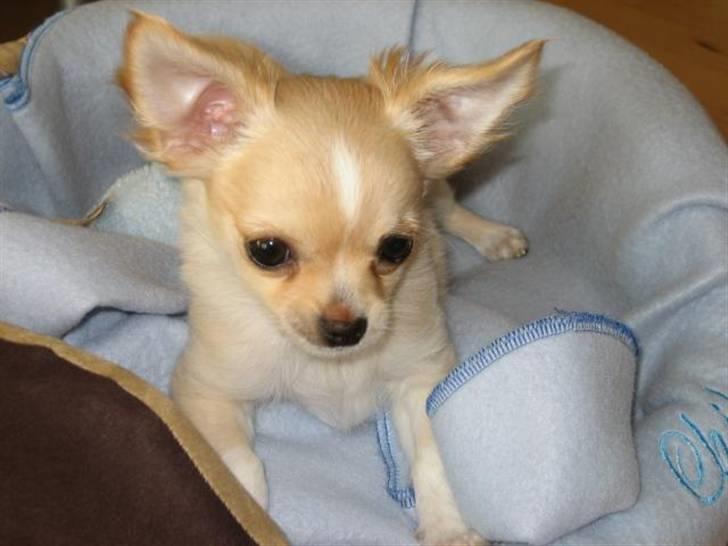 Chihuahua Luba billede 3